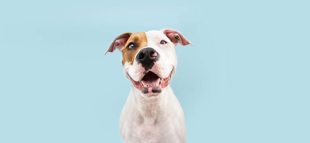 The cutest guide to sustainability through the lens of dog breeds